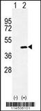 Osteoglycin antibody, MBS9202306, MyBioSource, Western Blot image 