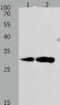 Calpain small subunit 1 antibody, TA323500, Origene, Western Blot image 