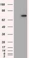 Hexose-6-Phosphate Dehydrogenase/Glucose 1-Dehydrogenase antibody, GTX84394, GeneTex, Western Blot image 