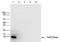 Histone Cluster 4 H4 antibody, TA347215, Origene, Western Blot image 