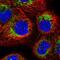 Transmembrane Protein 18 antibody, NBP1-90558, Novus Biologicals, Immunofluorescence image 