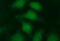 Leucine Zipper And CTNNBIP1 Domain Containing antibody, M15087, Boster Biological Technology, Immunofluorescence image 