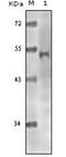 Q92993-3 antibody, abx010956, Abbexa, Enzyme Linked Immunosorbent Assay image 
