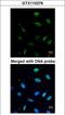 Minichromosome Maintenance Complex Component 7 antibody, LS-C186147, Lifespan Biosciences, Immunocytochemistry image 