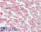 YTH domain family protein 1 antibody, LS-B10000, Lifespan Biosciences, Immunohistochemistry paraffin image 