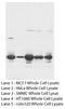 Fibroblast Growth Factor 8 antibody, orb18123, Biorbyt, Western Blot image 