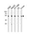 Protein Disulfide Isomerase Family A Member 6 antibody, LS-C163487, Lifespan Biosciences, Western Blot image 