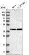 Upstream Transcription Factor 2, C-Fos Interacting antibody, HPA029764, Atlas Antibodies, Western Blot image 