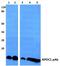 Apolipoprotein C1 antibody, PA5-75688, Invitrogen Antibodies, Western Blot image 