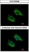 Phosphoribosyl Pyrophosphate Synthetase Associated Protein 2 antibody, LS-C185892, Lifespan Biosciences, Immunocytochemistry image 