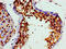 Valosin Containing Protein antibody, CSB-PA025813LA01HU, Cusabio, Immunohistochemistry frozen image 
