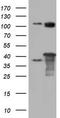 Nuclear inhibitor of protein phosphatase 1 antibody, CF804811, Origene, Western Blot image 