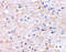 Formin Binding Protein 1 Like antibody, 4375, ProSci, Western Blot image 