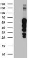Zinc Finger Protein 213 antibody, TA810319S, Origene, Western Blot image 