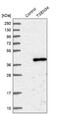 TRNA Splicing Endonuclease Subunit 34 antibody, NBP1-81315, Novus Biologicals, Western Blot image 