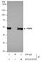 Protein Disulfide Isomerase Family A Member 6 antibody, GTX121275, GeneTex, Immunoprecipitation image 