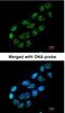 Nucleoporin 62 antibody, NBP1-32177, Novus Biologicals, Immunofluorescence image 