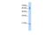 Factor Interacting With PAPOLA And CPSF1 antibody, GTX47245, GeneTex, Western Blot image 