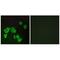 Forkhead Box E1 antibody, A02831-1, Boster Biological Technology, Immunofluorescence image 
