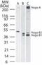 Reticulon 4 antibody, PA1-41220, Invitrogen Antibodies, Western Blot image 
