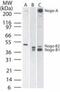 Reticulon 4 antibody, PA1-41220, Invitrogen Antibodies, Western Blot image 