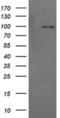 Phosphoinositide-3-Kinase Regulatory Subunit 5 antibody, MA5-26211, Invitrogen Antibodies, Western Blot image 