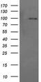 Phosphoinositide-3-Kinase Regulatory Subunit 5 antibody, MA5-26211, Invitrogen Antibodies, Western Blot image 