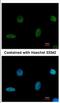 PiggyBac Transposable Element Derived 1 antibody, NBP2-19782, Novus Biologicals, Immunofluorescence image 