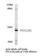 p53 antibody, AP20988PU-N, Origene, Western Blot image 