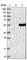 Phenylalanyl-TRNA Synthetase 2, Mitochondrial antibody, HPA018148, Atlas Antibodies, Western Blot image 