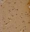 SRY-Box 4 antibody, GTX82513, GeneTex, Immunohistochemistry paraffin image 