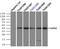 Death Associated Protein Kinase 2 antibody, TA501088, Origene, Immunoprecipitation image 