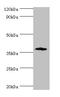 CD200 Receptor 1 antibody, LS-C378947, Lifespan Biosciences, Western Blot image 