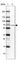 USH1C antibody, HPA027492, Atlas Antibodies, Western Blot image 