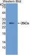 Ciliary Neurotrophic Factor antibody, LS-C305023, Lifespan Biosciences, Western Blot image 