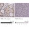 FKBP Prolyl Isomerase Like antibody, NBP2-14018, Novus Biologicals, Immunohistochemistry paraffin image 