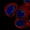 Lamin B1 antibody, NBP2-59783, Novus Biologicals, Immunocytochemistry image 