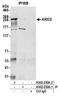 AT-Rich Interaction Domain 2 antibody, A302-230A, Bethyl Labs, Immunoprecipitation image 