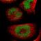 Ubiquitin Protein Ligase E3 Component N-Recognin 7 (Putative) antibody, PA5-51469, Invitrogen Antibodies, Immunofluorescence image 
