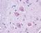 Cholinergic Receptor Muscarinic 4 antibody, orb85027, Biorbyt, Immunohistochemistry paraffin image 