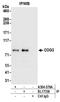 Conserved oligomeric Golgi complex subunit 3 antibody, A304-576A, Bethyl Labs, Immunoprecipitation image 