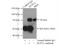 Decapping MRNA 1A antibody, 22373-1-AP, Proteintech Group, Immunoprecipitation image 