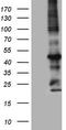 Mechanistic Target Of Rapamycin Kinase antibody, LS-C339764, Lifespan Biosciences, Western Blot image 
