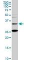 BarH Like Homeobox 1 antibody, H00056751-M01, Novus Biologicals, Western Blot image 