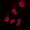 ADP Dependent Glucokinase antibody, orb224131, Biorbyt, Immunofluorescence image 