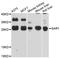 GAR1 Ribonucleoprotein antibody, STJ114621, St John
