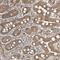 HERV-H LTR-Associating 3 antibody, PA5-56703, Invitrogen Antibodies, Immunohistochemistry paraffin image 