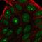 Proline Rich And Gla Domain 2 antibody, PA5-52730, Invitrogen Antibodies, Immunofluorescence image 