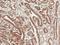 Ghrelin And Obestatin Prepropeptide antibody, LS-C775777, Lifespan Biosciences, Immunohistochemistry paraffin image 