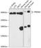 PR/SET Domain 2 antibody, 14-825, ProSci, Western Blot image 